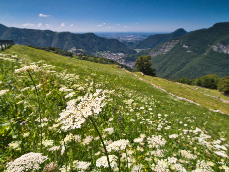 prati ricoperti di fiori bianchi e montagne sullo sfondo