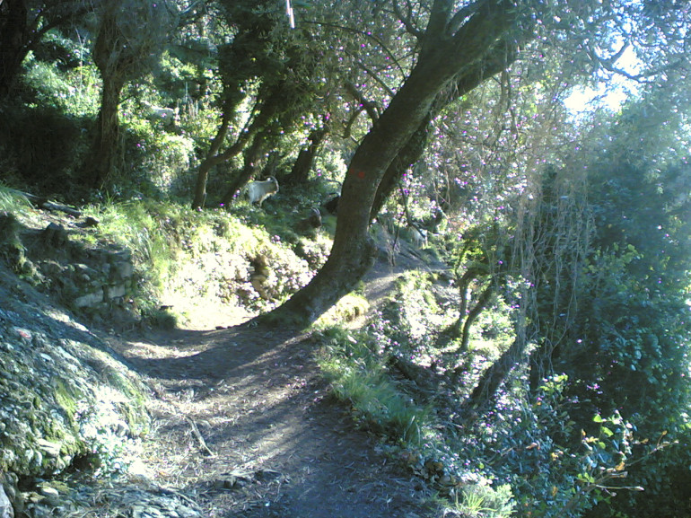 Un sentiero sterrato si snoda tra gli alberi, il sole filtra tra i rami