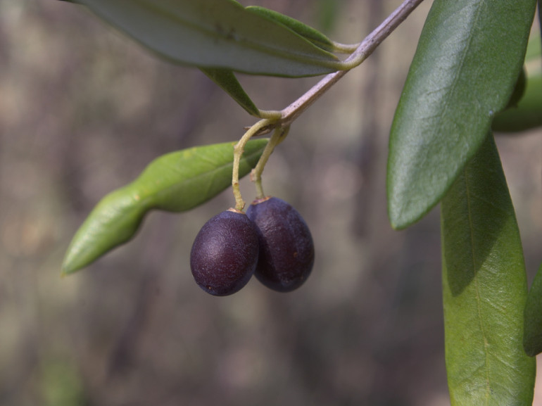due olive nere su un albero - ingrandimento