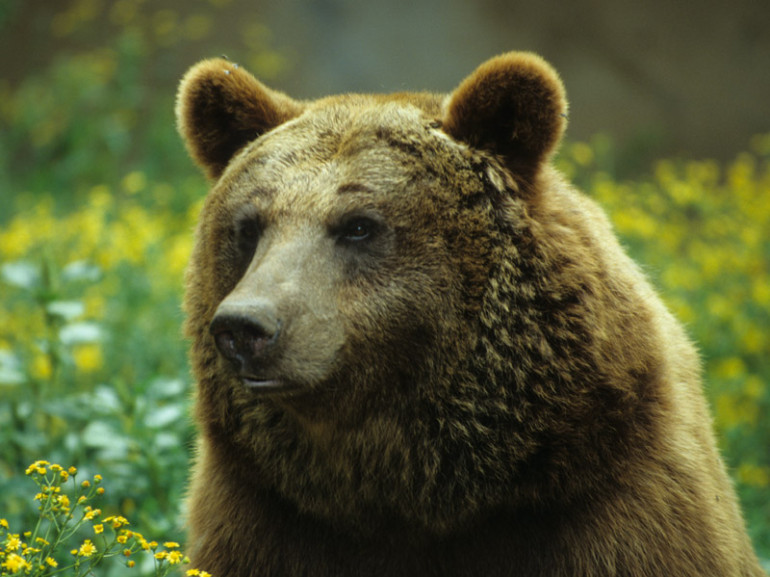 primo piano di un orso bruno in un prato