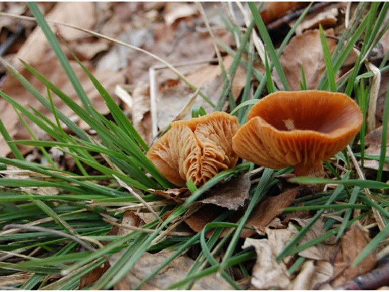 Funghi nella foresta