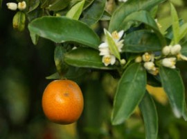 Albero arancia