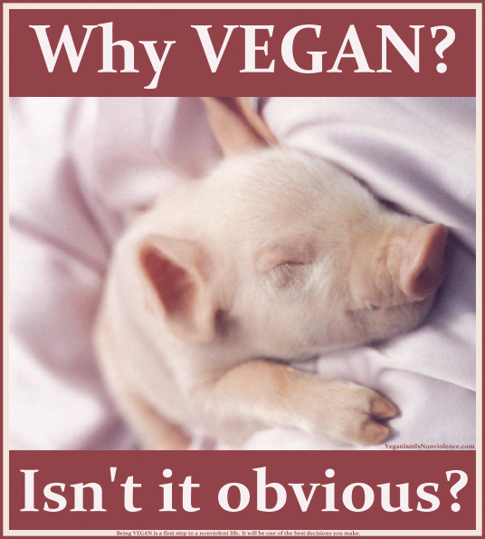 Perché mangiare vegan? Non è ovvio?