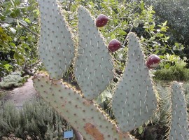 Cactus nell'Orto Botanico Palermo, Sicilia