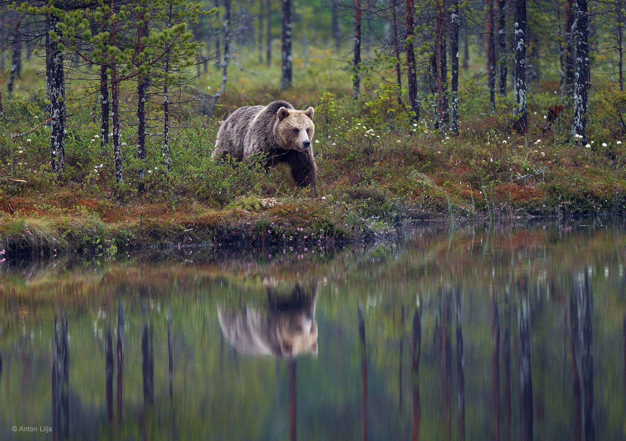 La natura selvaggia, un orso nella foresta