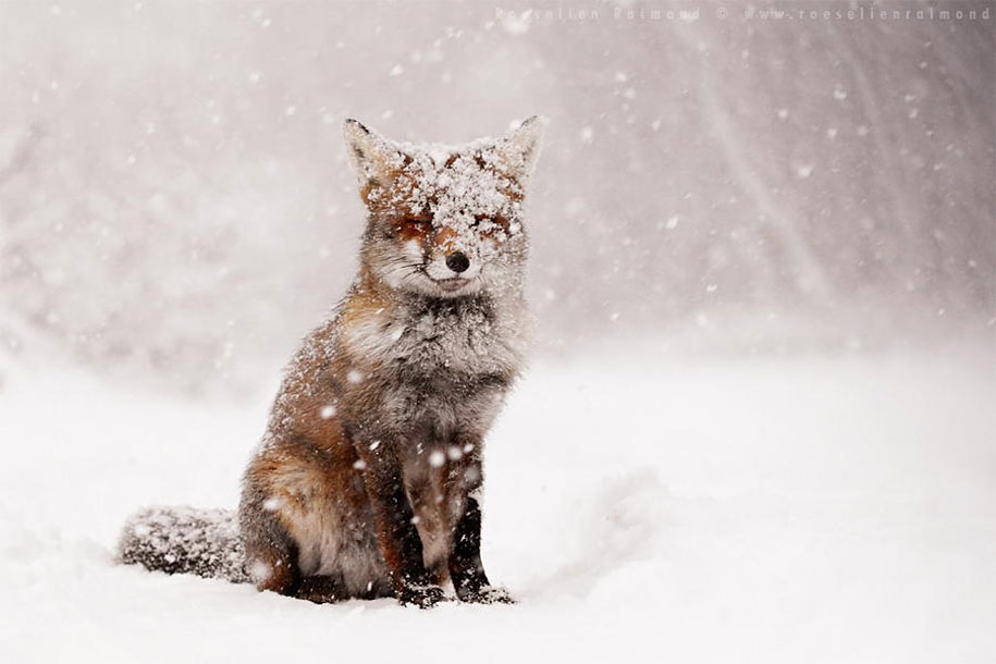 volpe nella neve