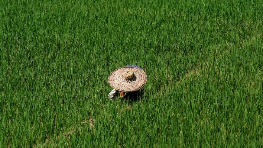 Campi verdi di riso in India
