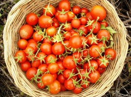 pomodorini rossi