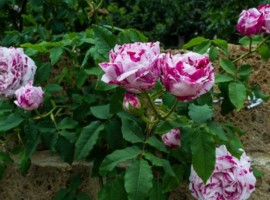 Le rose di CasaCocò