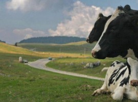 Agriturismo La Fonte, vacanza in fattoria in Trentino
