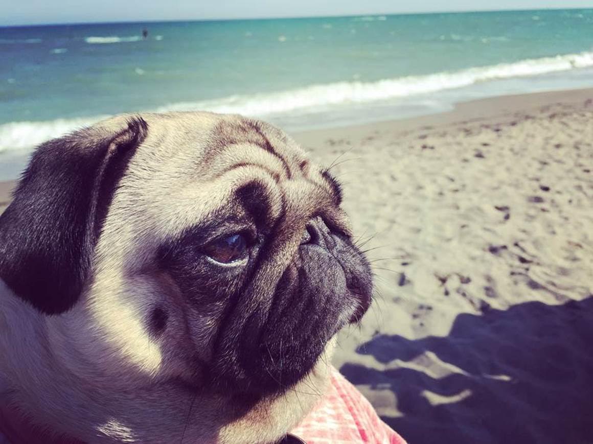 cagnolino sulla spiaggia