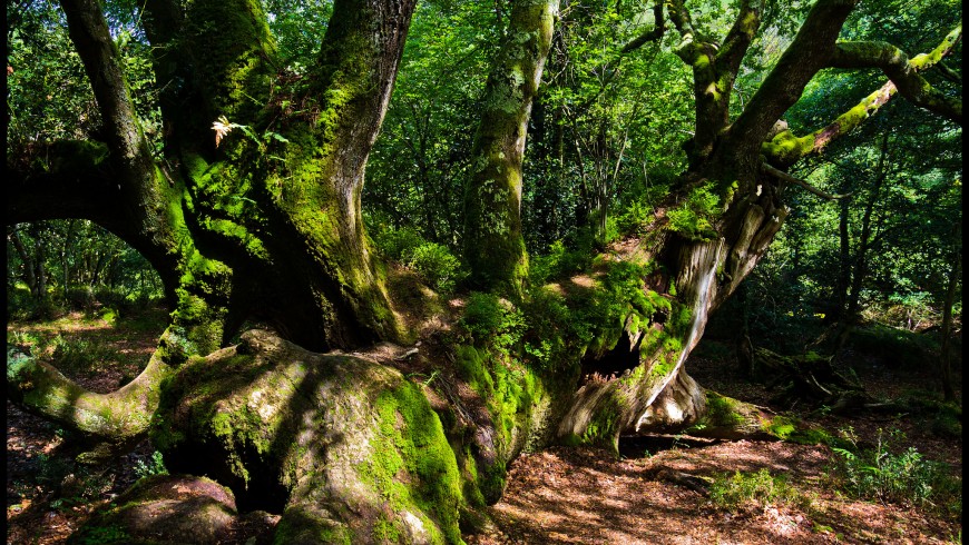 Roble Tumbado. Saja-Besaya, uno dei parchi naturali della Spagna dove ammirare il foliage