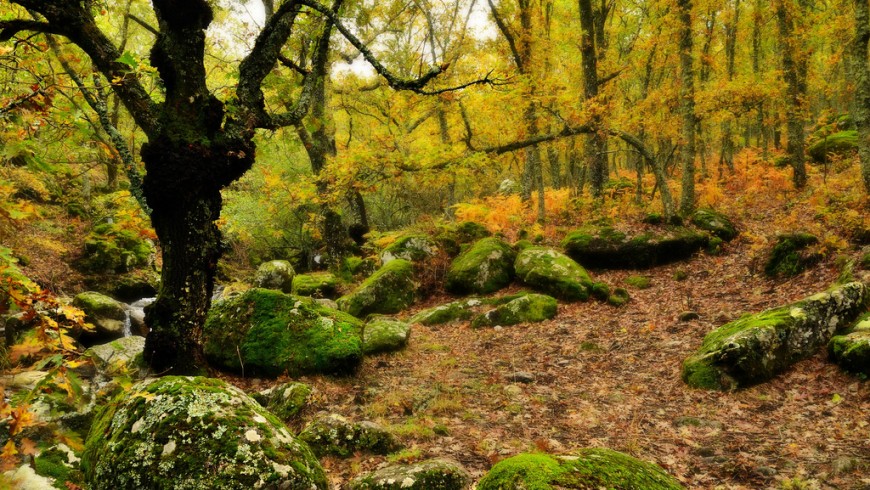 Parchi naturali dove ammirare i colori dell'autunno in Spagna