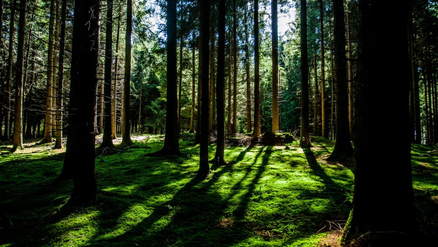 Idea viaggio sostenibile: Camminare nei boschi salva dai pensieri negativi