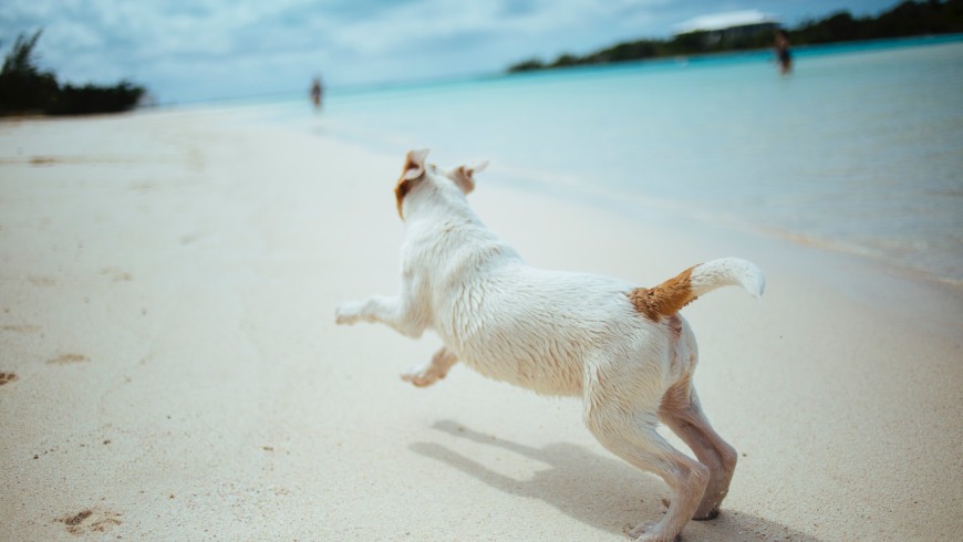 Vacanze al mare con il cane nelle Marche