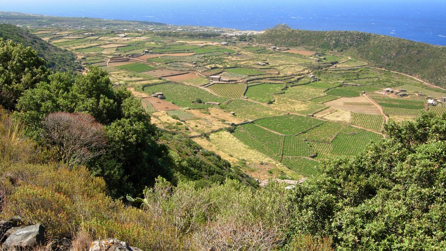 10.000 alberi per riforestare l'isola di Pantelleria