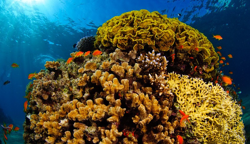 Red_sea_coral_reef