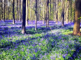 Il bosco Blu del Belgio
