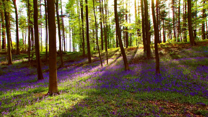 Il bosco Blu del Belgio
