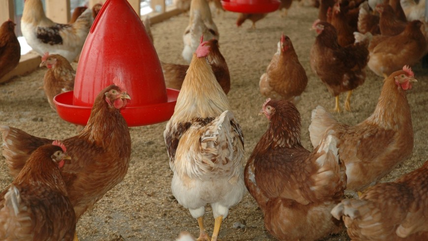galline, come sta cambiando il consumo di carne nel mondo