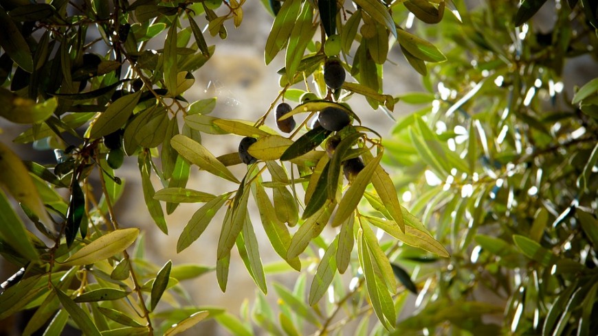 Olive, foto via pixabay