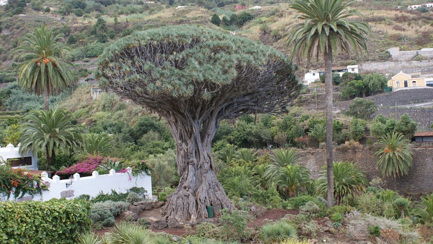 Drago Milenario, albero di Tenerife