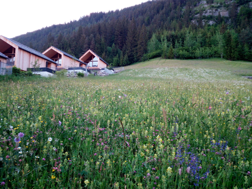 Scorcio di prato fiorito a Weissensee, Carinzia, Austria