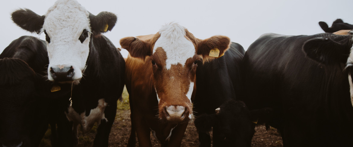 L'impatto Shock Della Carne Sull'ambiente