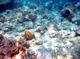 barriera corallina sbiancamento