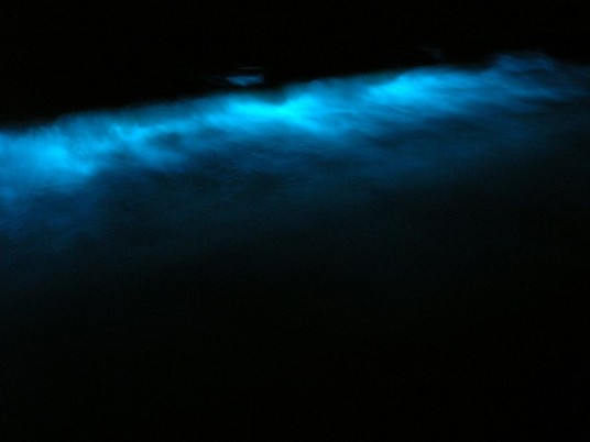 Bioluminescenza 5 fantastici luoghi dove ammirarla