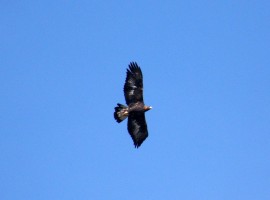 Aquila in volo nel Parco Naturale delle Alpi Marittime, Limone Piemonte