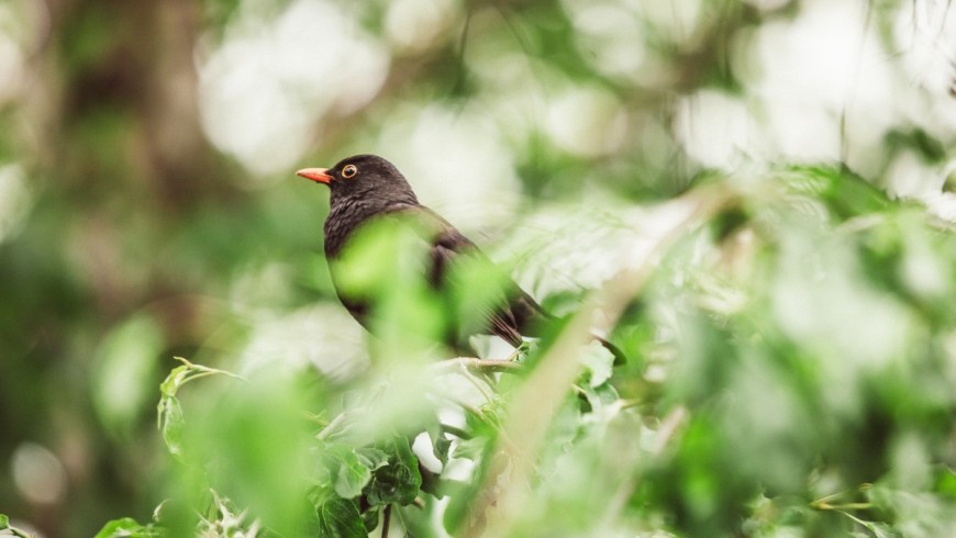 birdwatching, definizione di turismo sostenibile