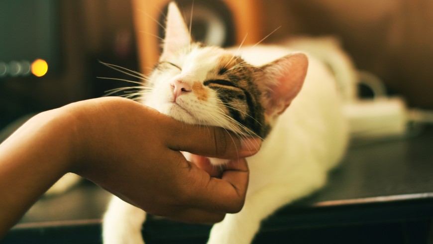 gatto, se viaggi scambiando casa puoi chiedere ai tuoi ospiti di prendersi cura dei tuoi animali domestici