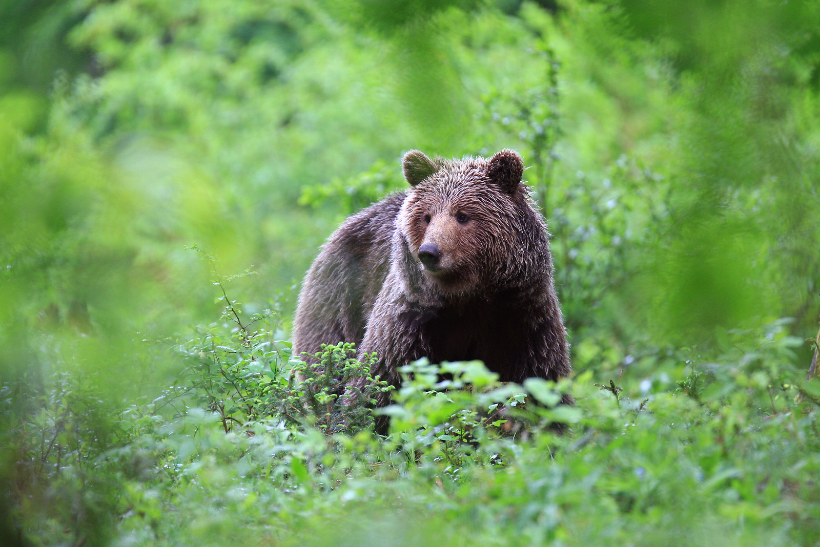 orso bruno nella foresta