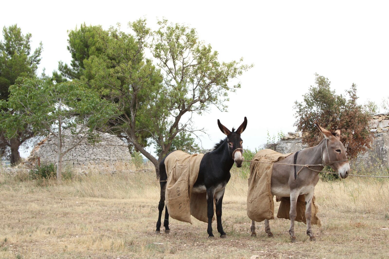 Paesaggio dellAlta Murgia con muli