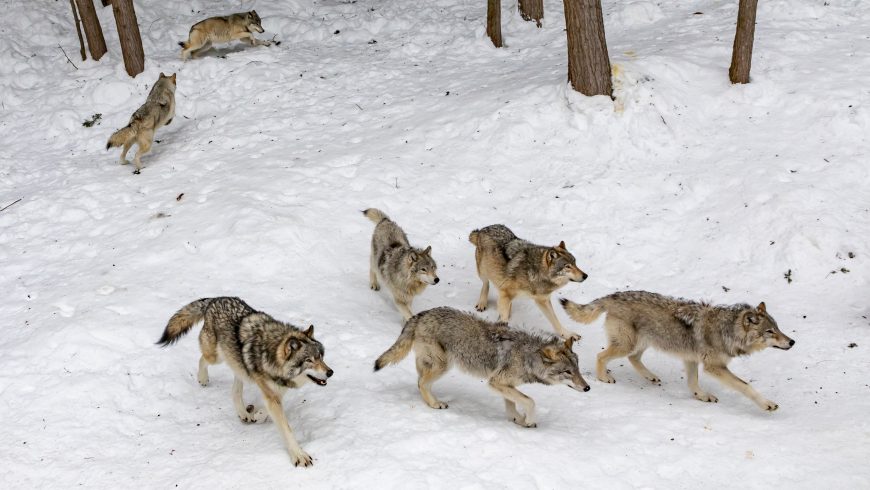 lupi sulla neve