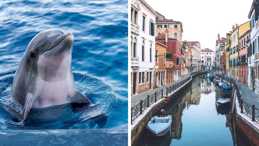 Delfini a Venezia dopo Coronavirus