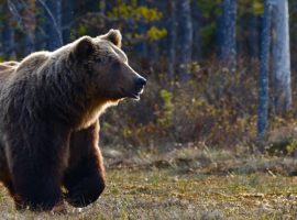 orso bruno del parco nazionale