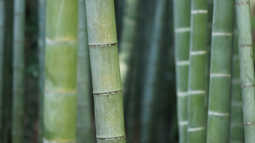 Canne di Bamboo
