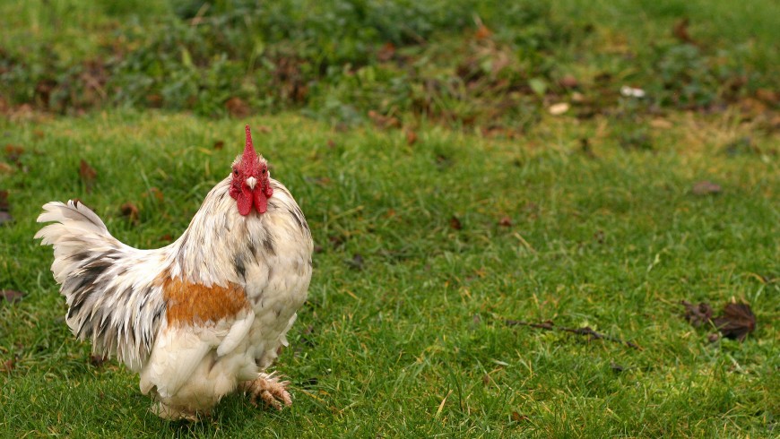 un pollo nel giardino di casa