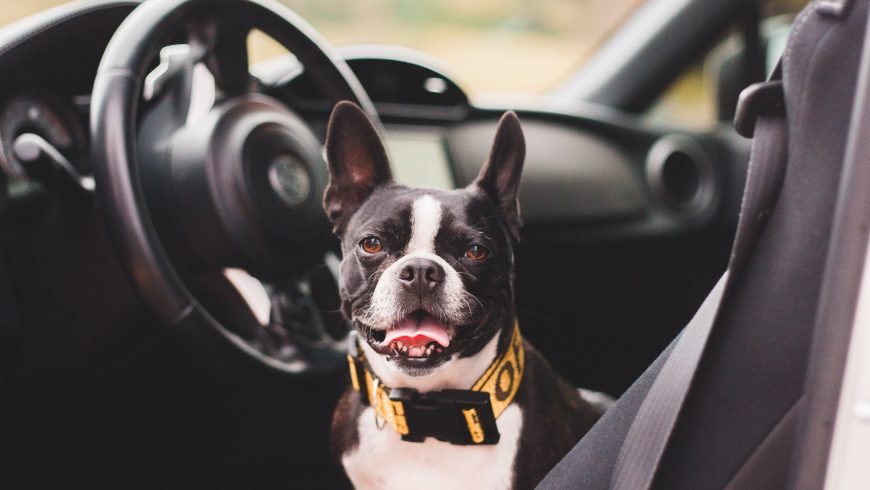 viaggiare con i cani in auto