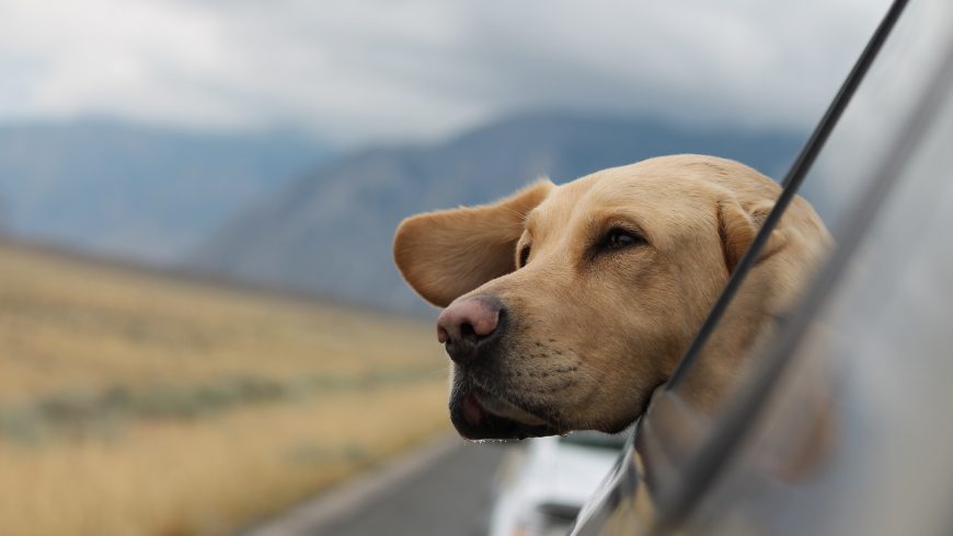 cane che viaggia in auto