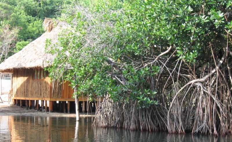 mangrovie, parco nazionale Chacahua