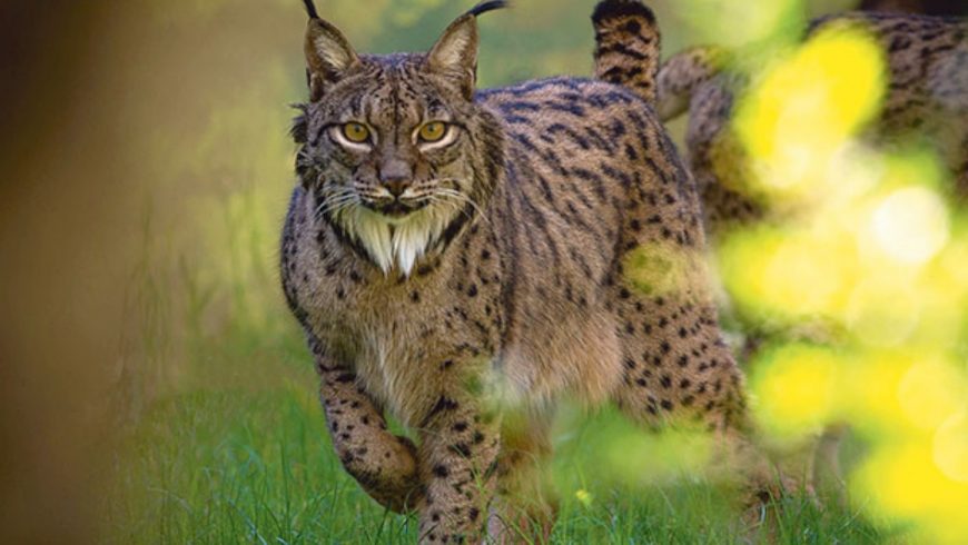 lince iberica, bellezze Andalusia
