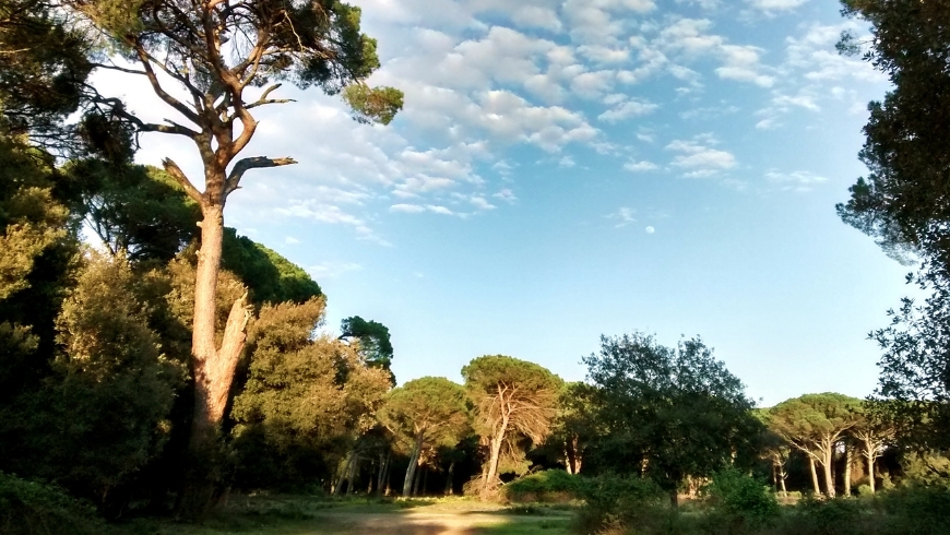 parco naturale migliarino san rossore massaciuccoli in toscana, il primo tra i migliori parchi naturali in toscana