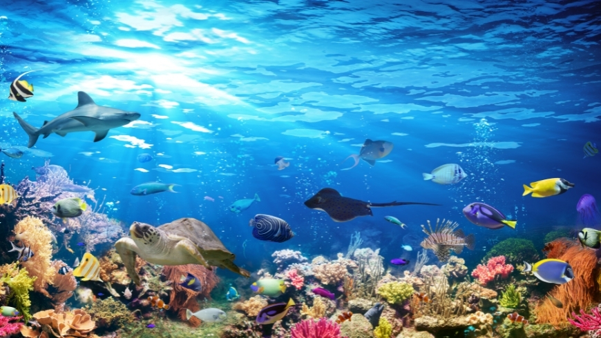 Barriera corallina e pesci