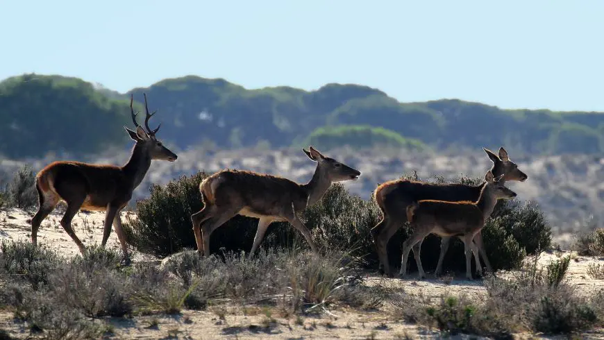 Some deer, typical animal species of the Doñana National Park