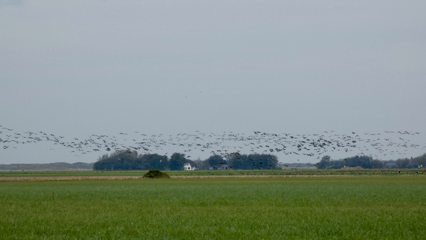 Birdwatching sull'isola di Texel. Foto di Irene Paolinelli