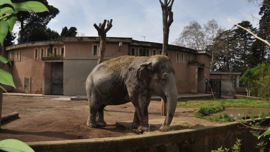 elefante, bioparco di Roma