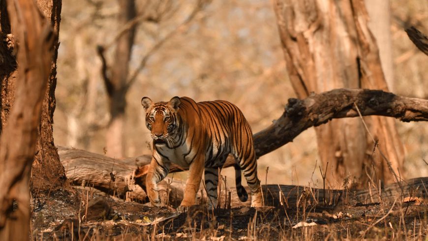 tigre, santuario, India, zoo